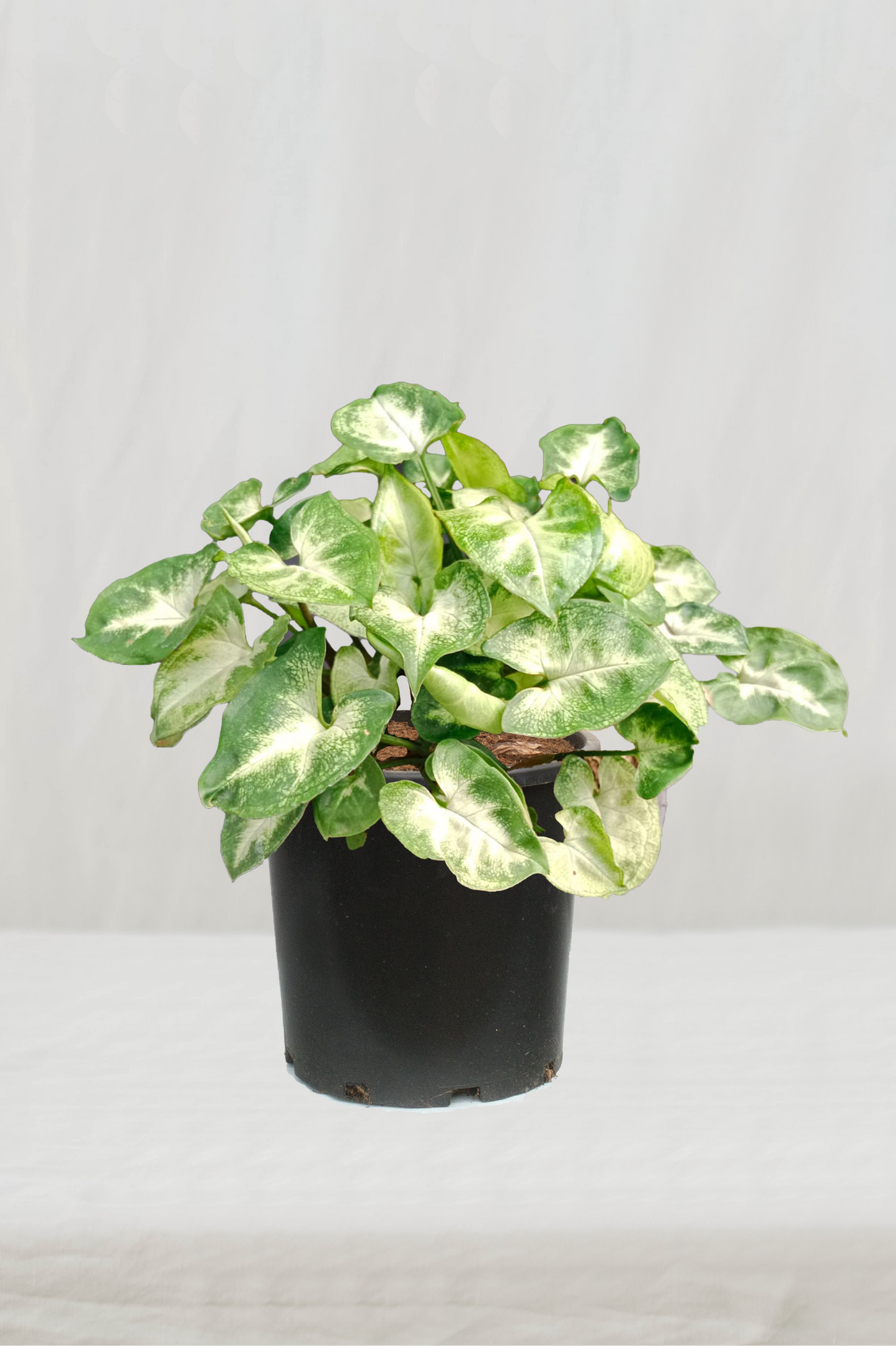 סינגוניום פיקסי ירוק בהיר