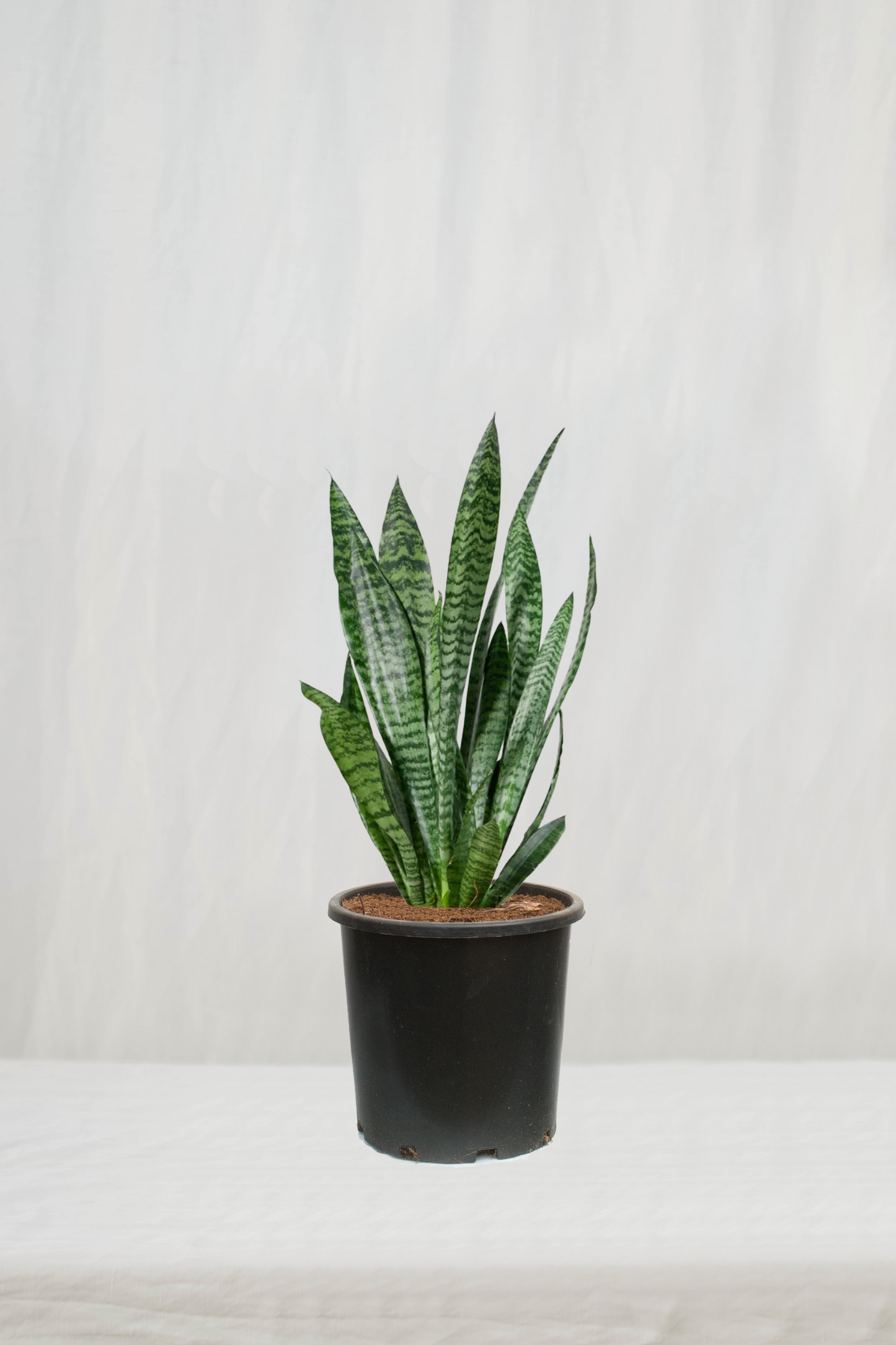 סנסיווריה ירוקה