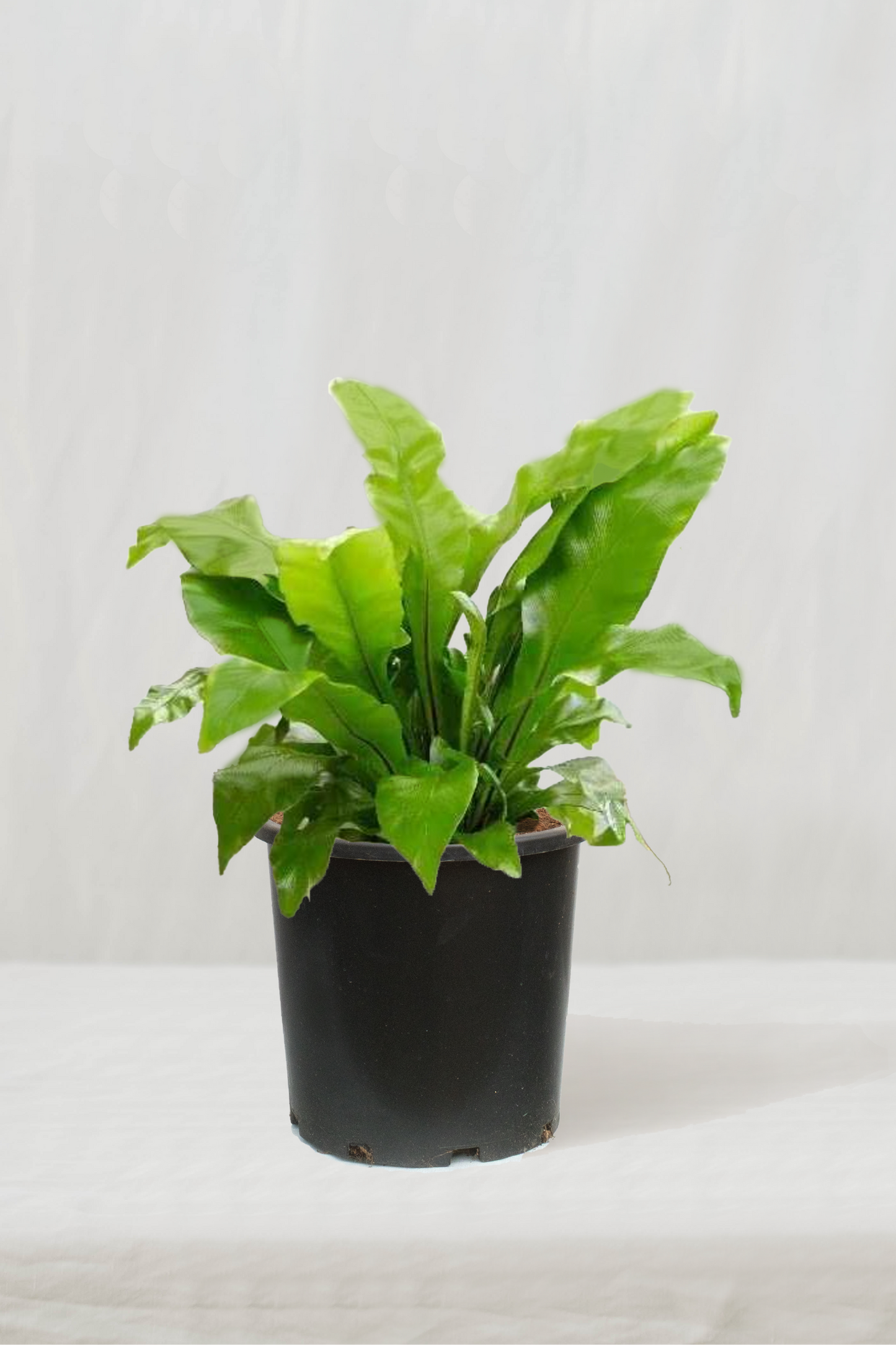 שרך קן הציפור