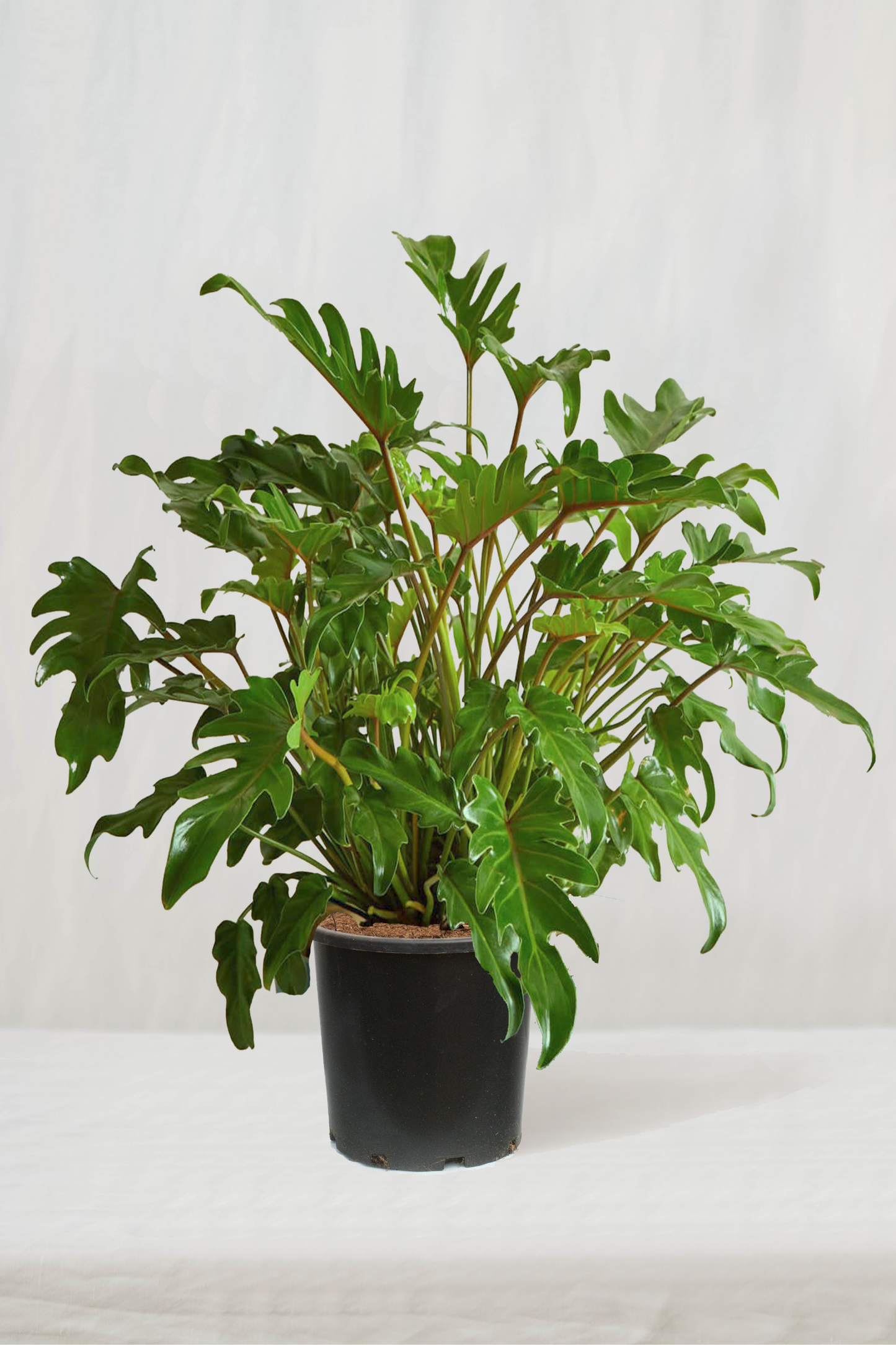 פילודנדרון קסנדו