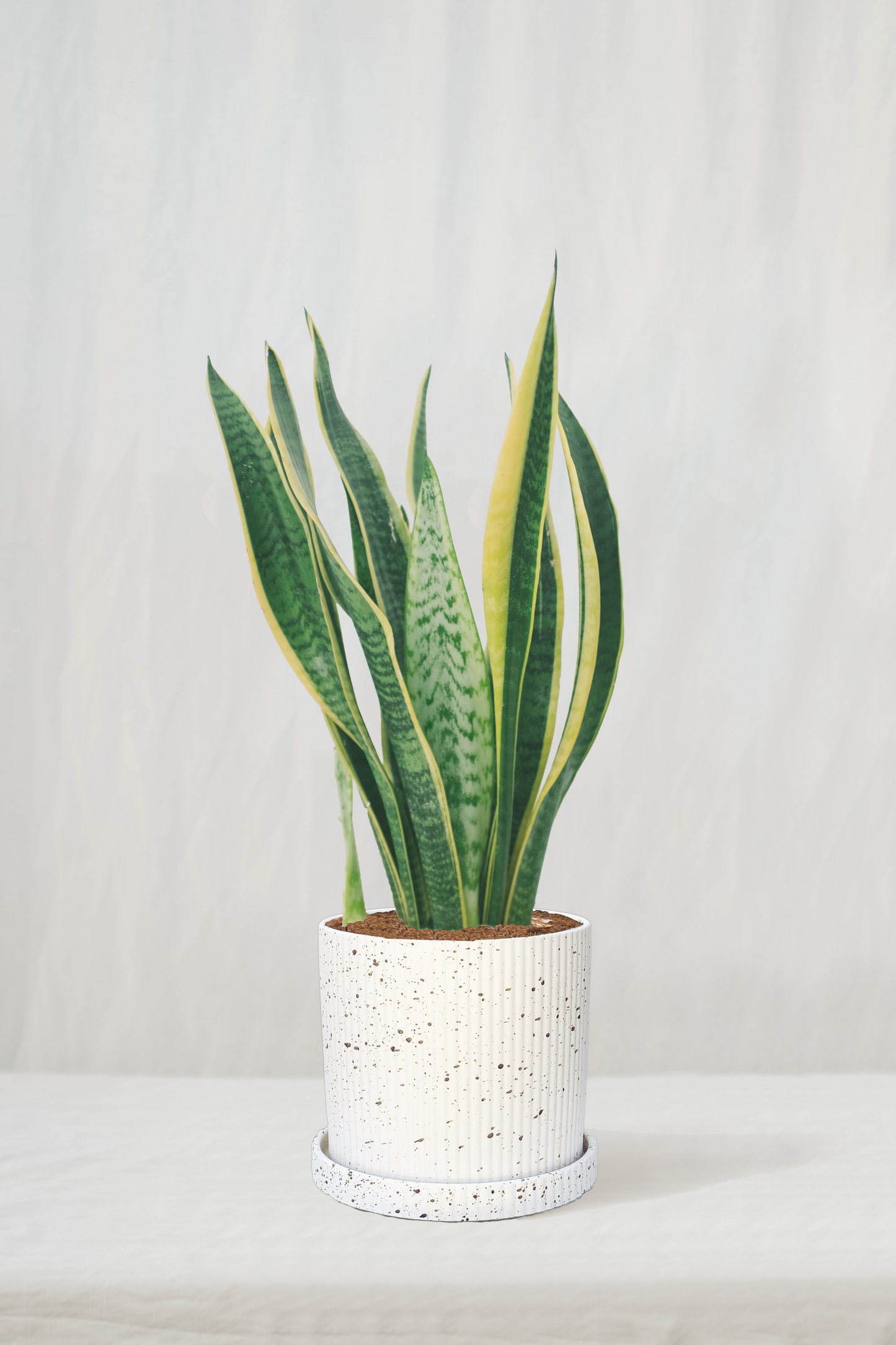 סנסיווריה מגוונת