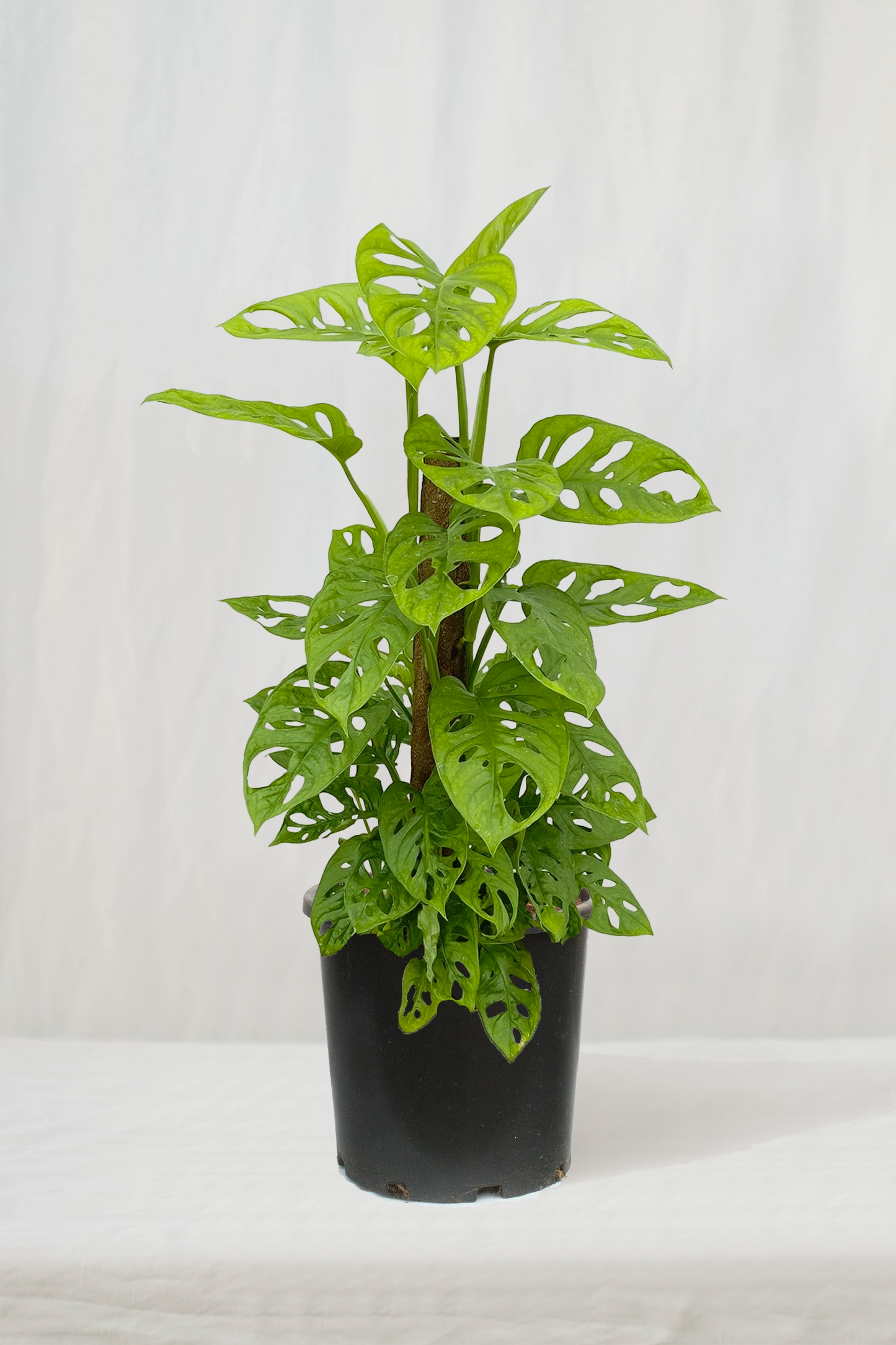 מונסטרה מאנקי על מוס