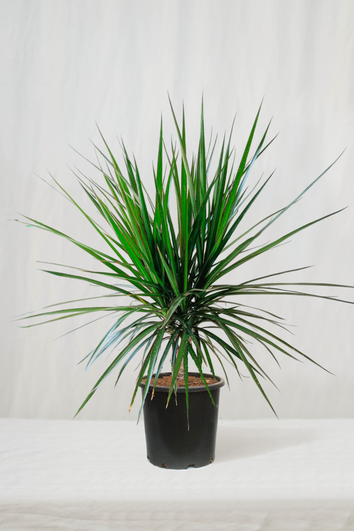 דרצנה מרגינטה ראש מפוצל