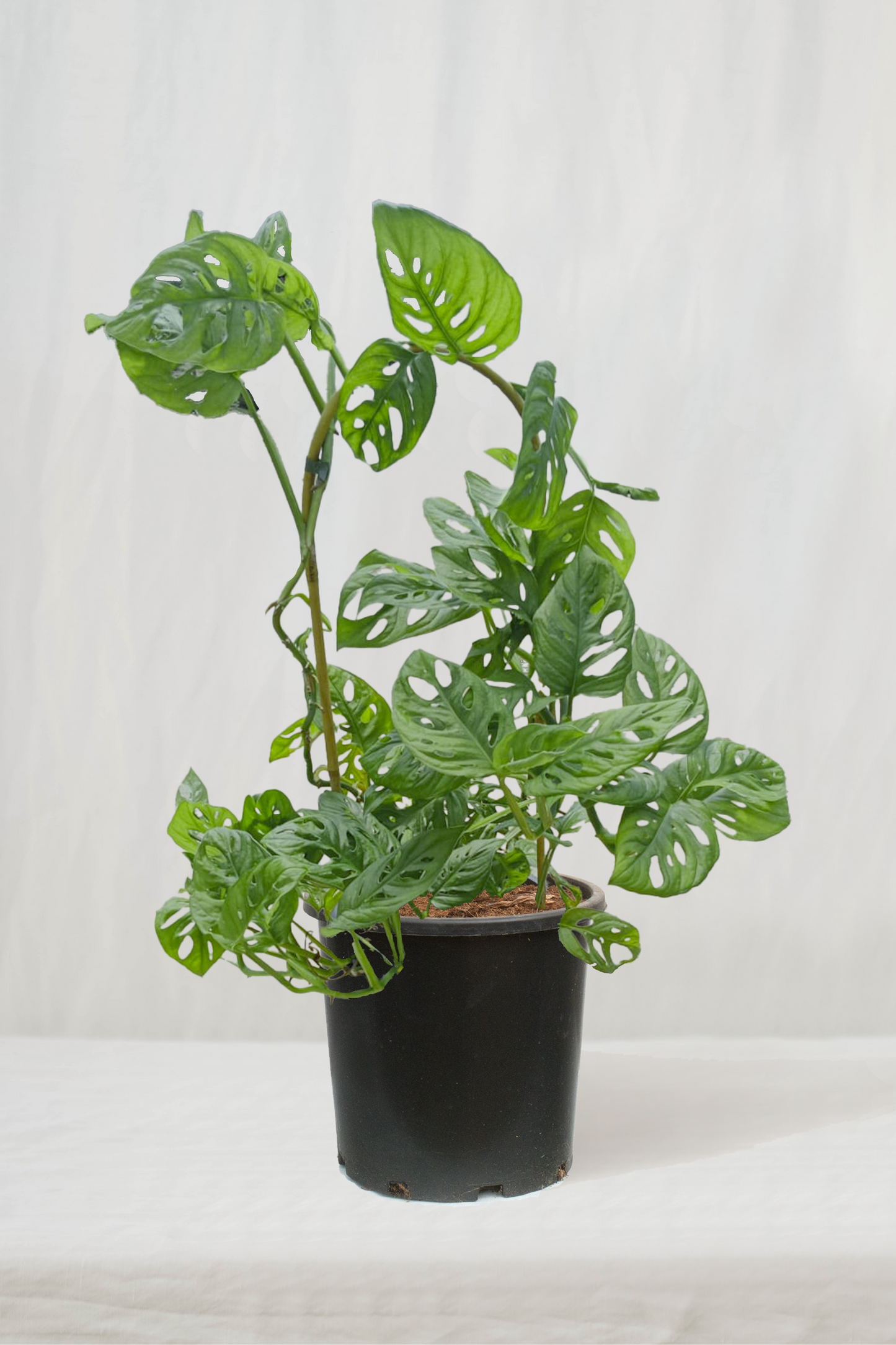 מונסטרה מאנקי על קשת