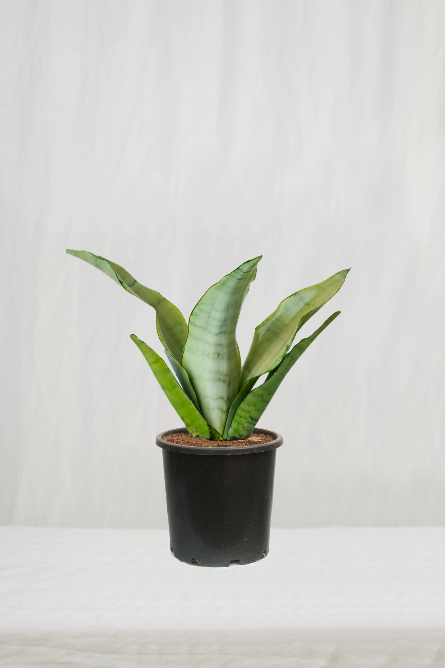 סנסיווריה מונשיין