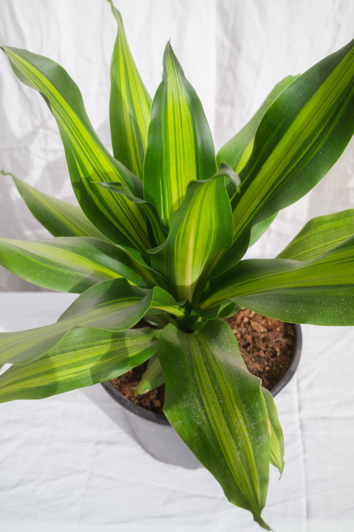 דרצנה בורלי