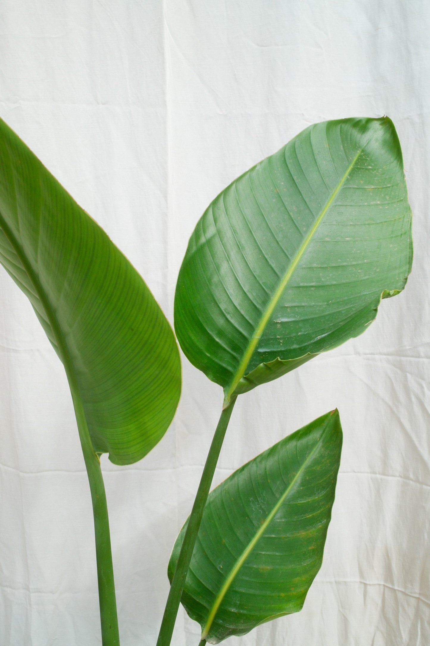 ציפור גן עדן ניקולאי