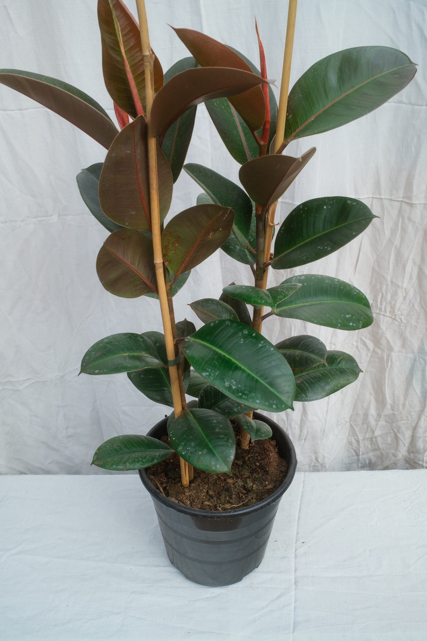 פיקוס גומי ירוק זוג