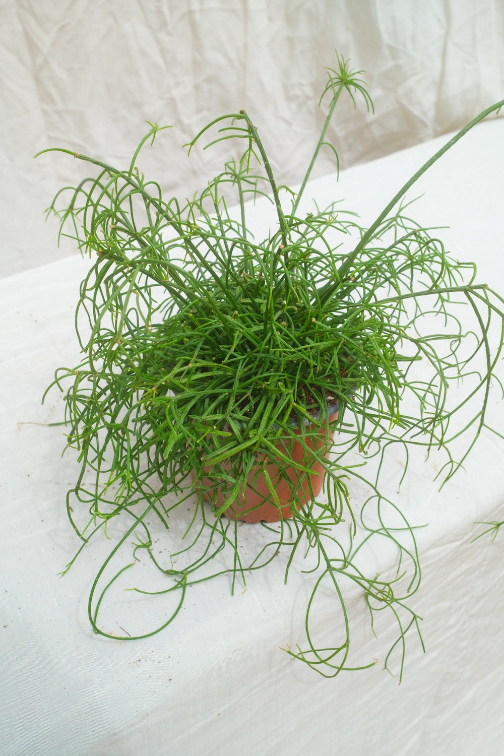 ריפסליס קסוטו