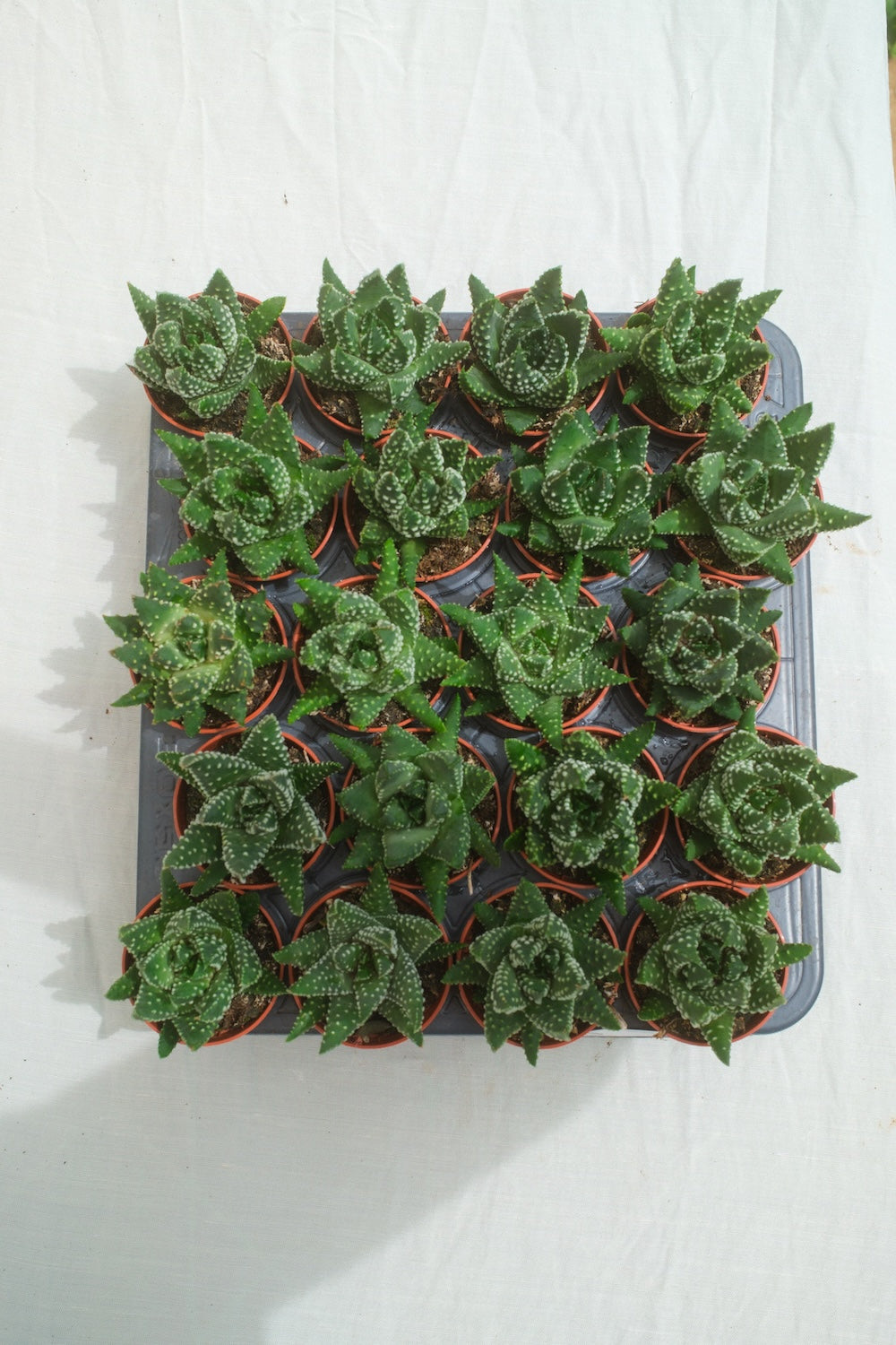 הוורטיה מרגיפירטה מגש