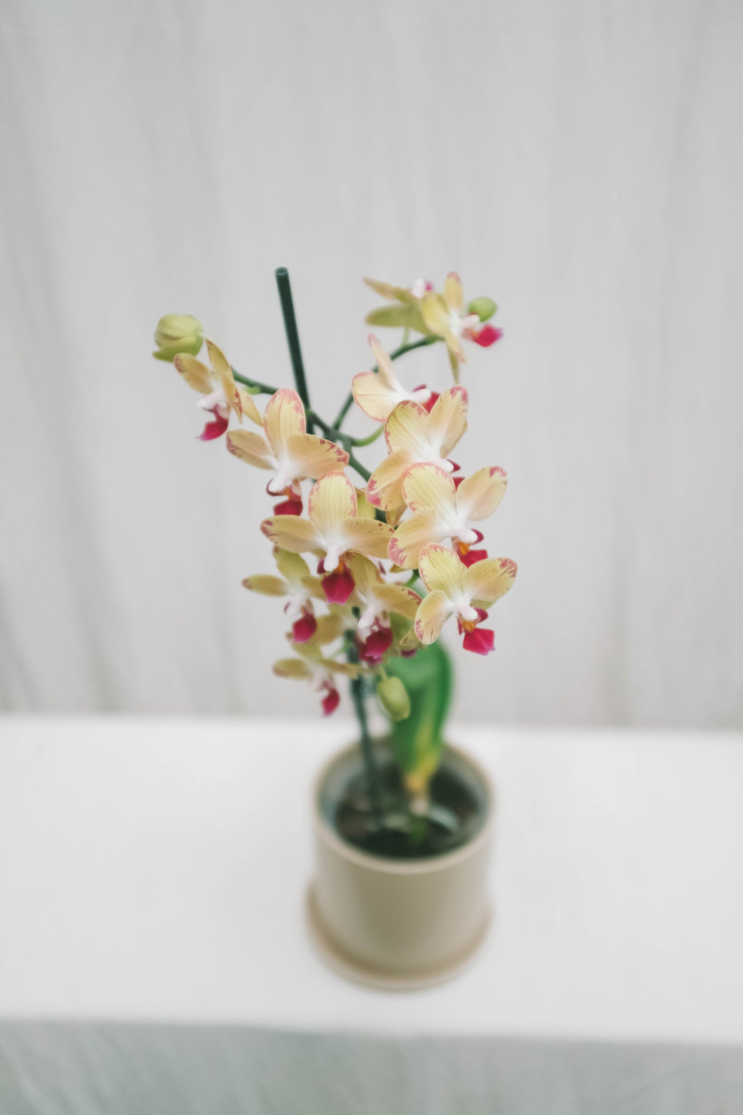 סחלב צהוב ענף אחד