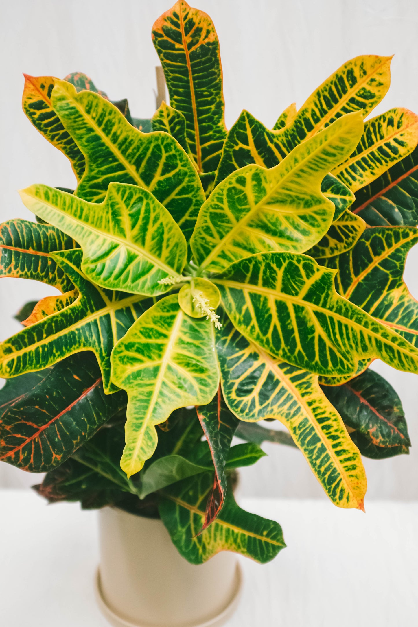 קרוטון אקסלנט