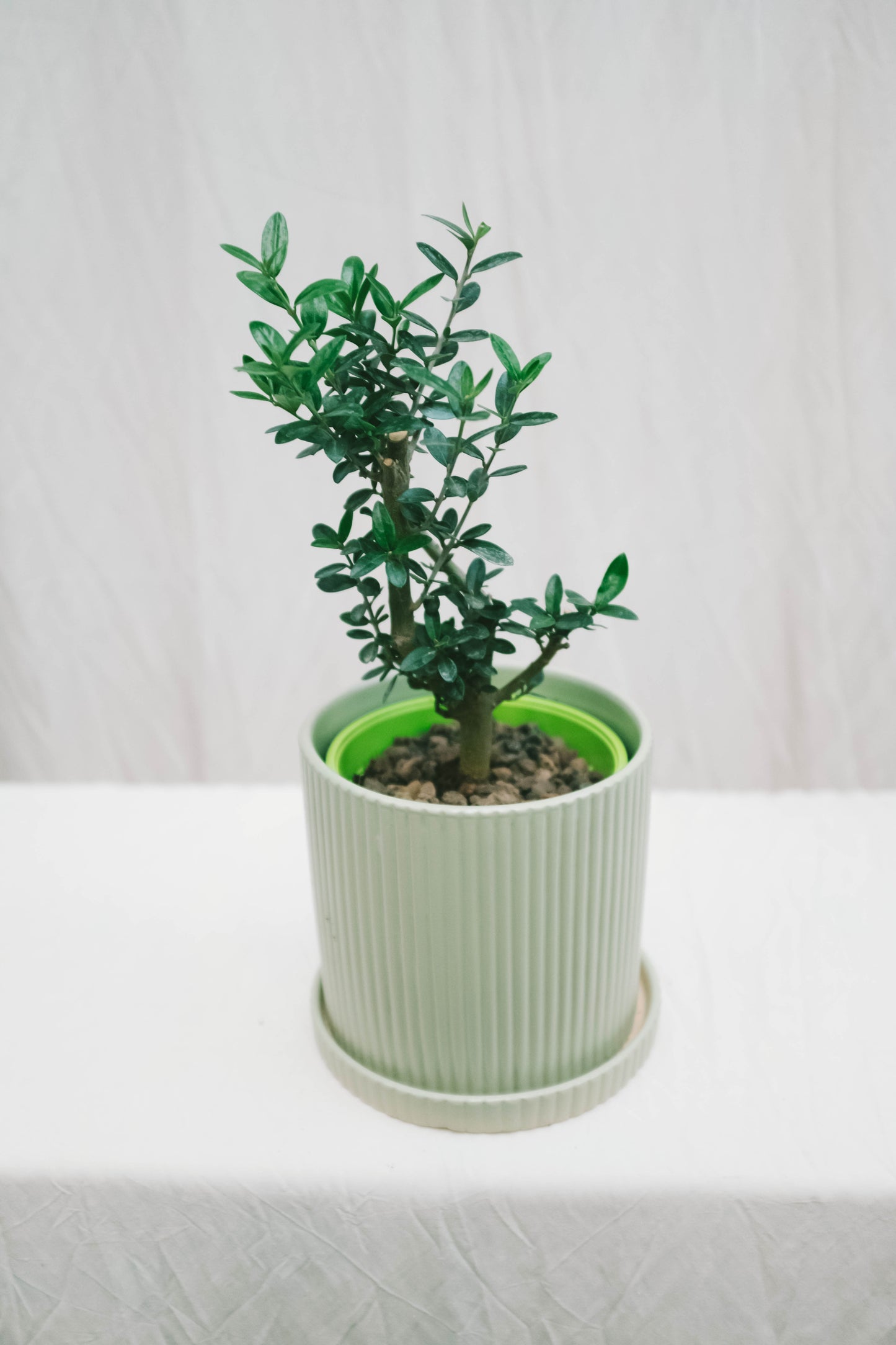 עץ זית מיני