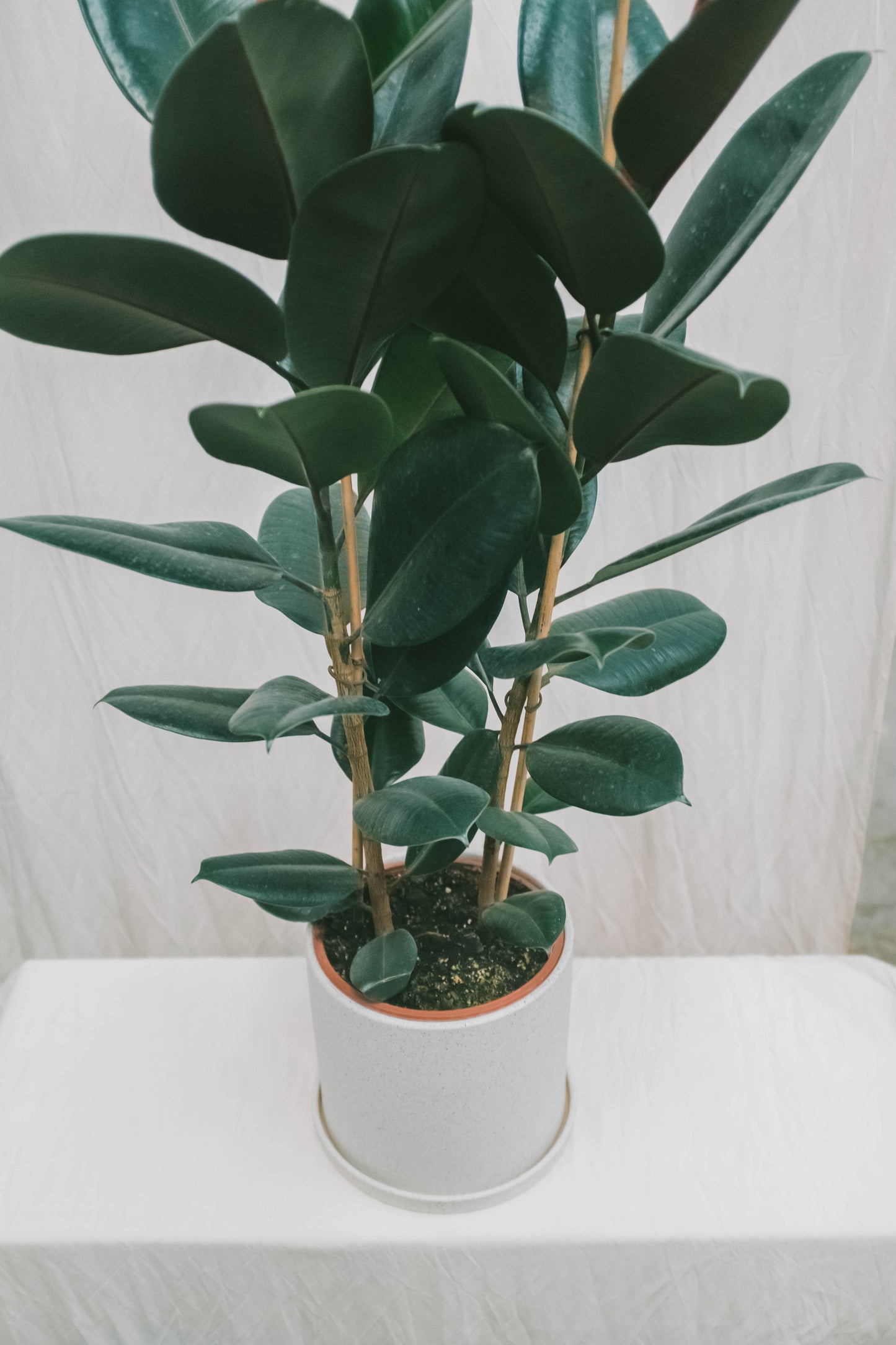 פיקוס גומי שחור