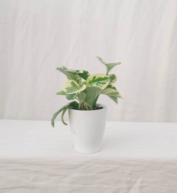 פפרומיה מגניפוליה מגוונת