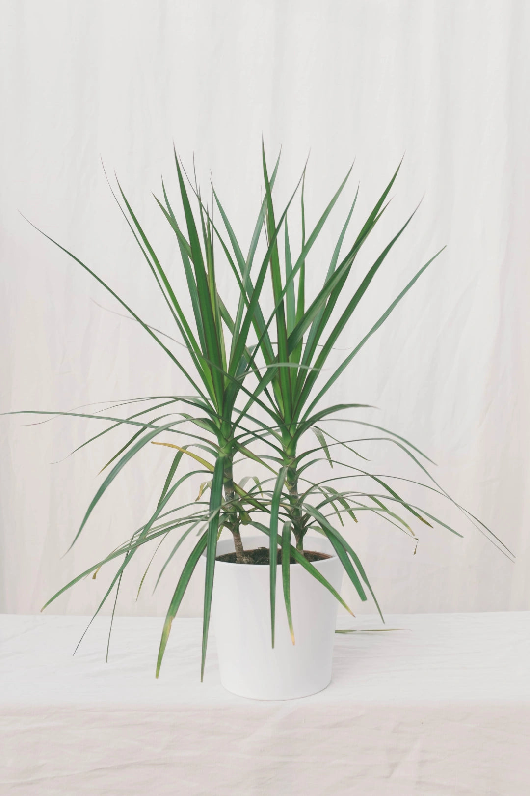 דרצנה מרגינטה זוגות