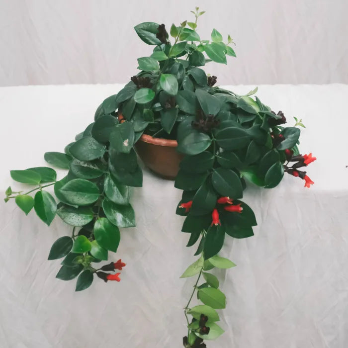 אשיננטוס מונה ליזה