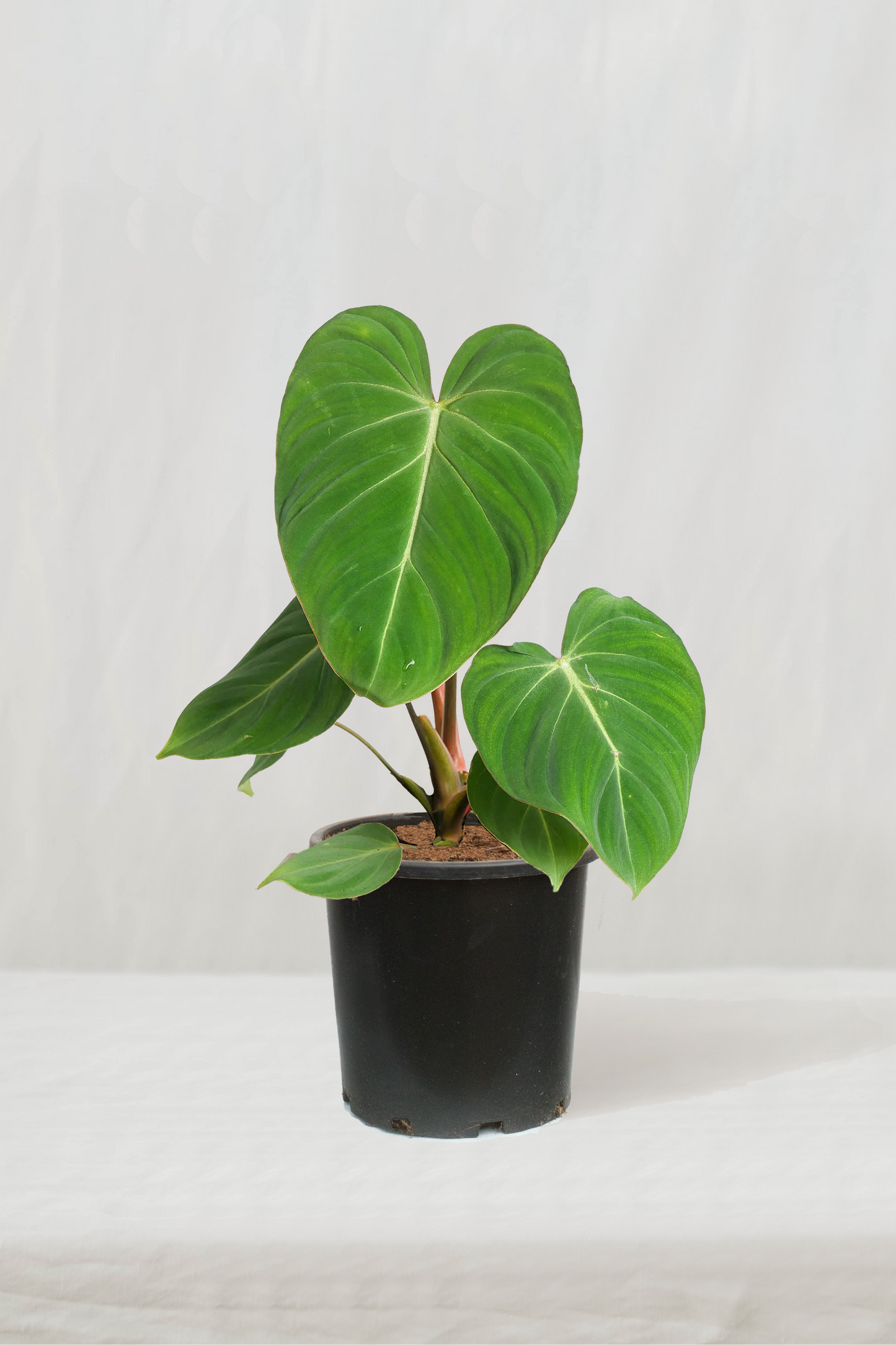 פילודנדרון גלוריאוסום