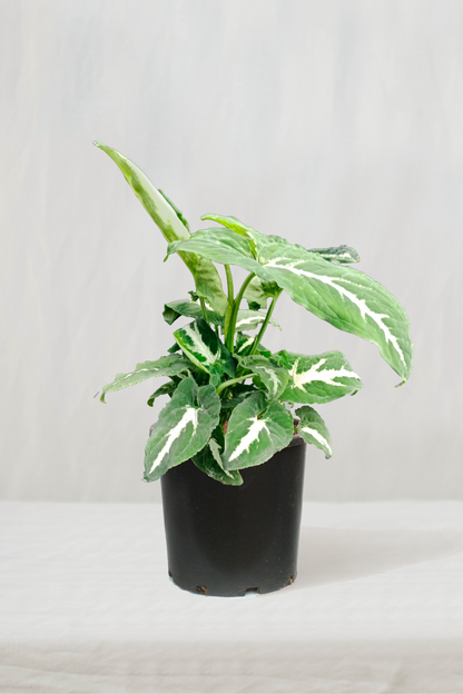 סינגוניום וונטי ירוק כהה