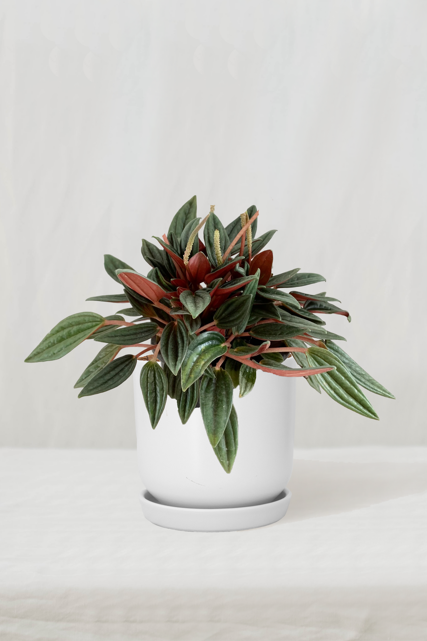 פפרומיה רוסו