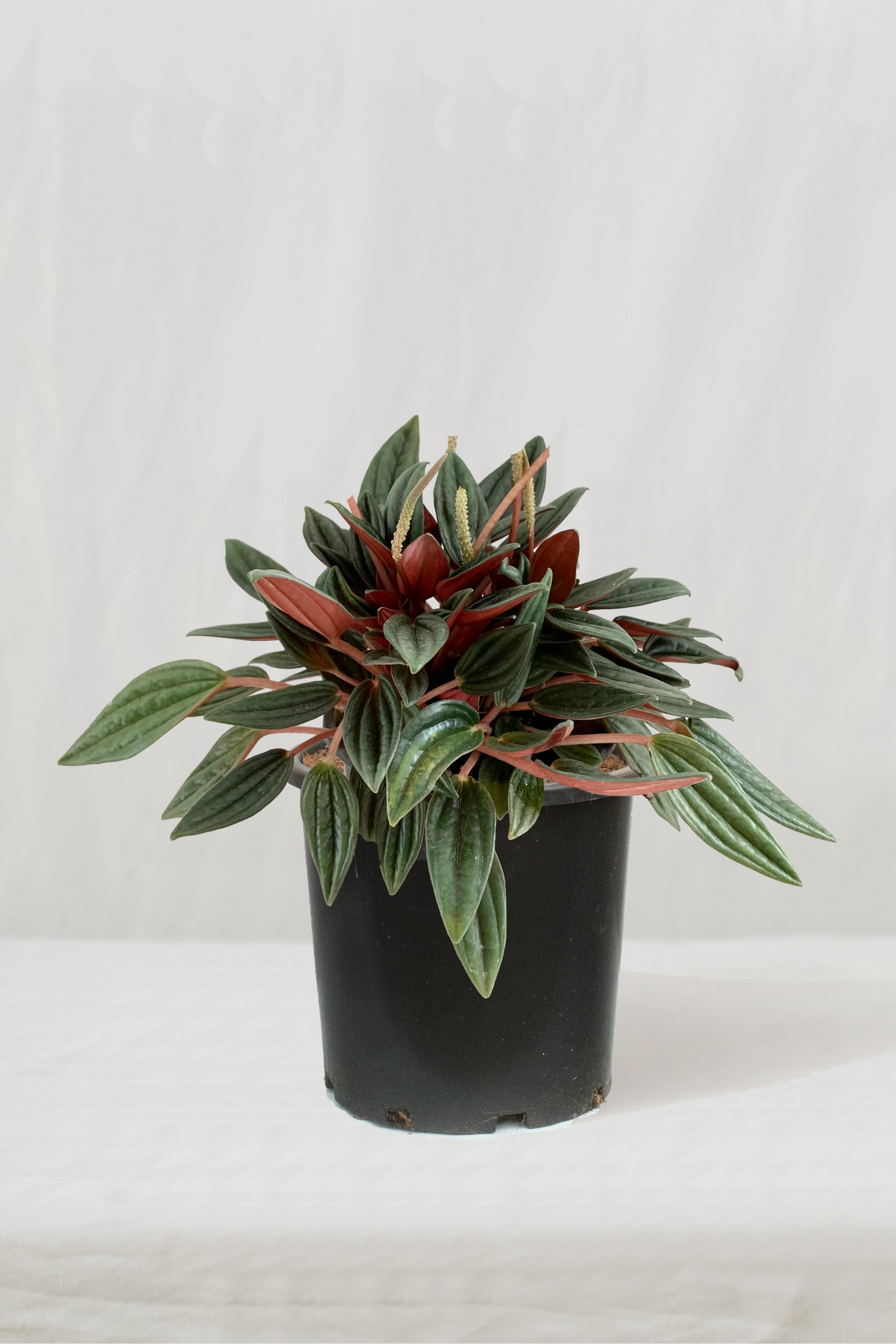 פפרומיה רוסו