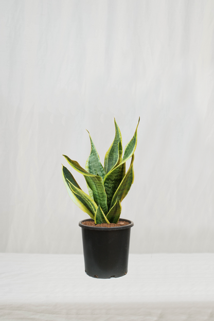 סנסיווריה מגוונת