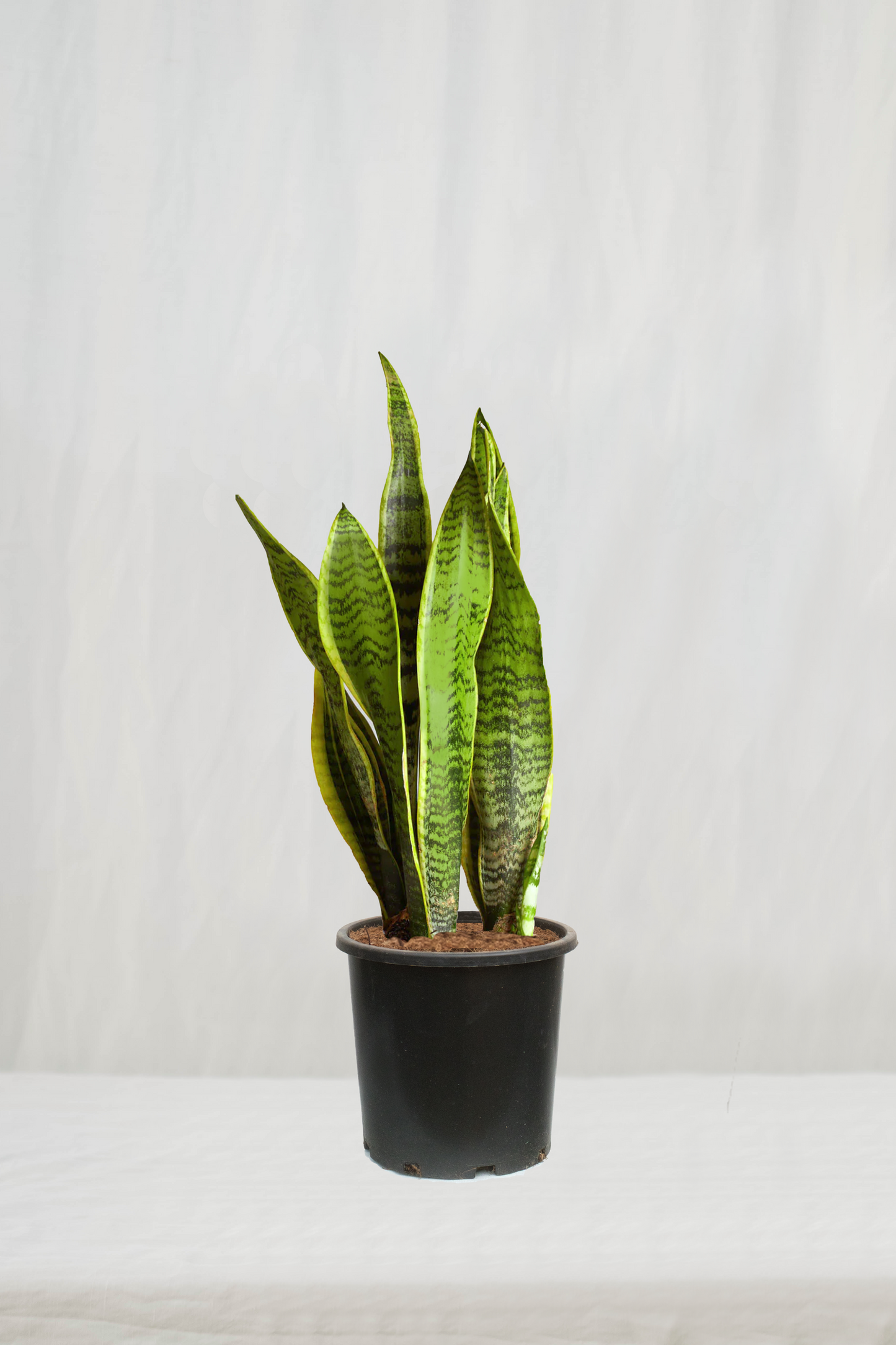 סנסיווריה מגוונת