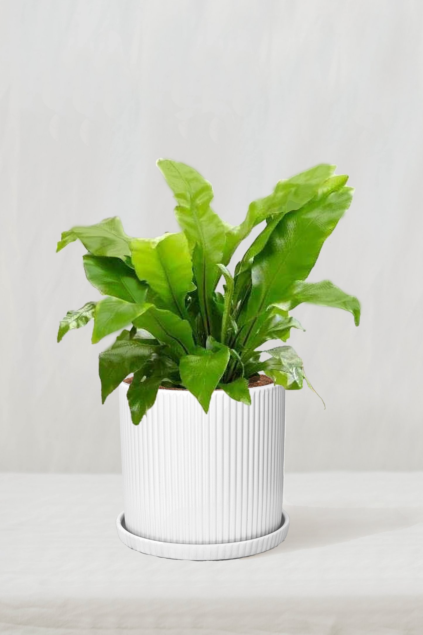 שרך קן הציפור