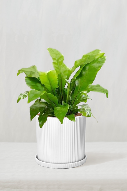 שרך קן הציפור