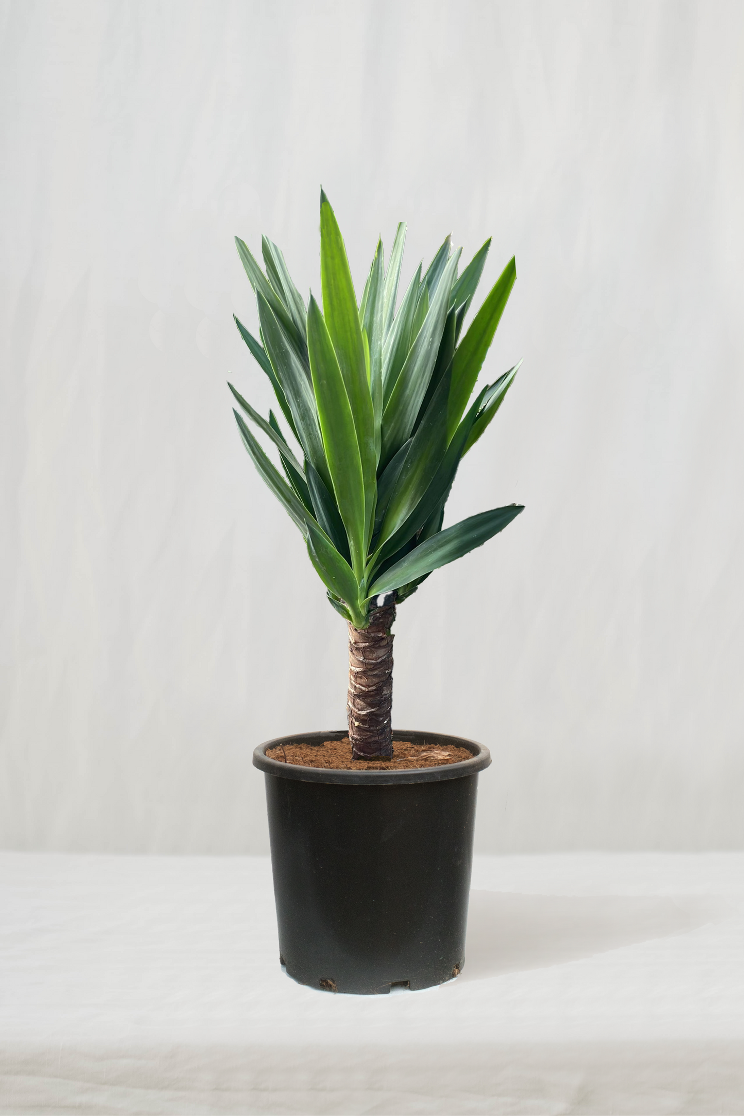 יוקה ירוקה על גזע