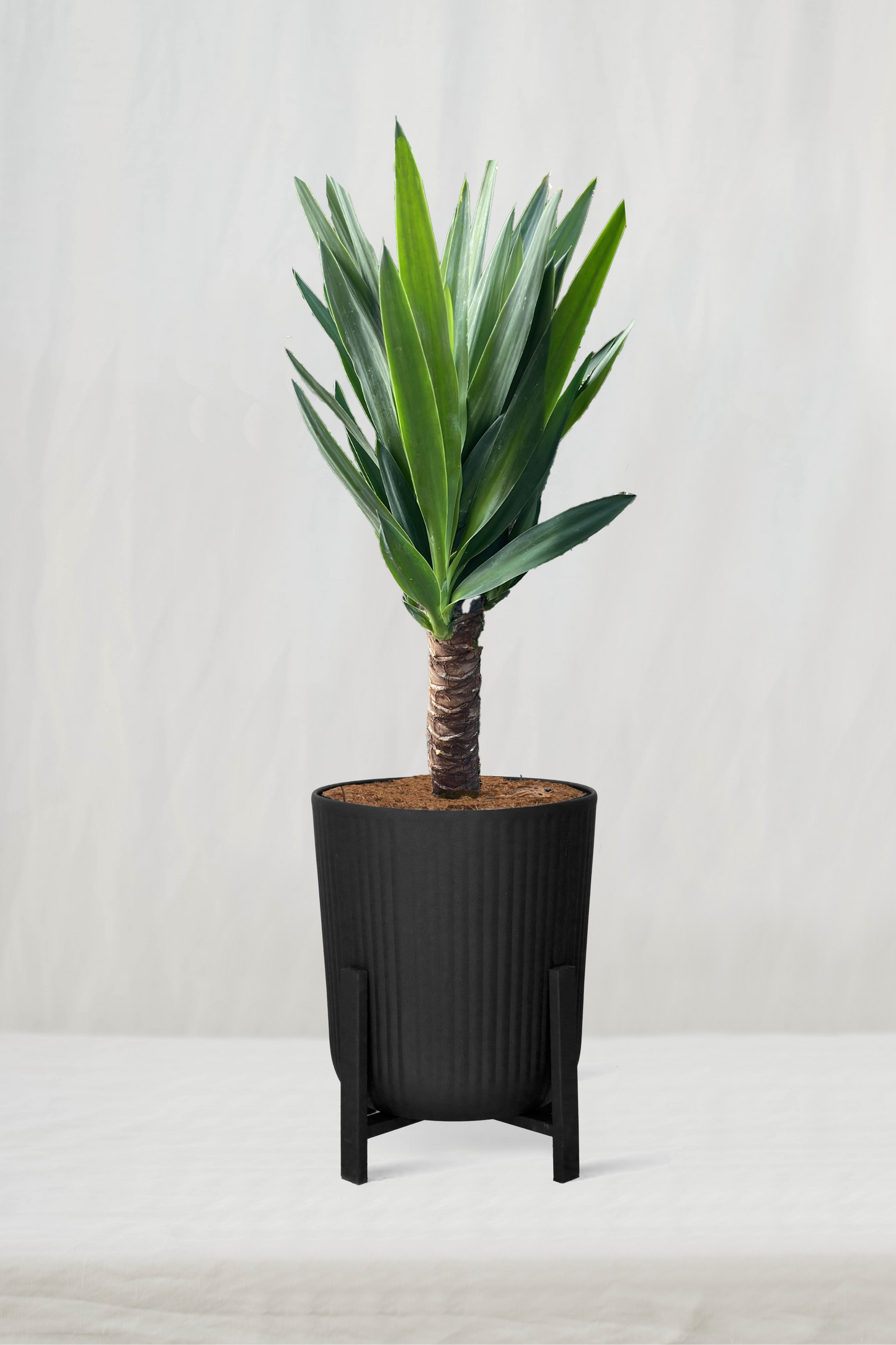 יוקה ירוקה על גזע