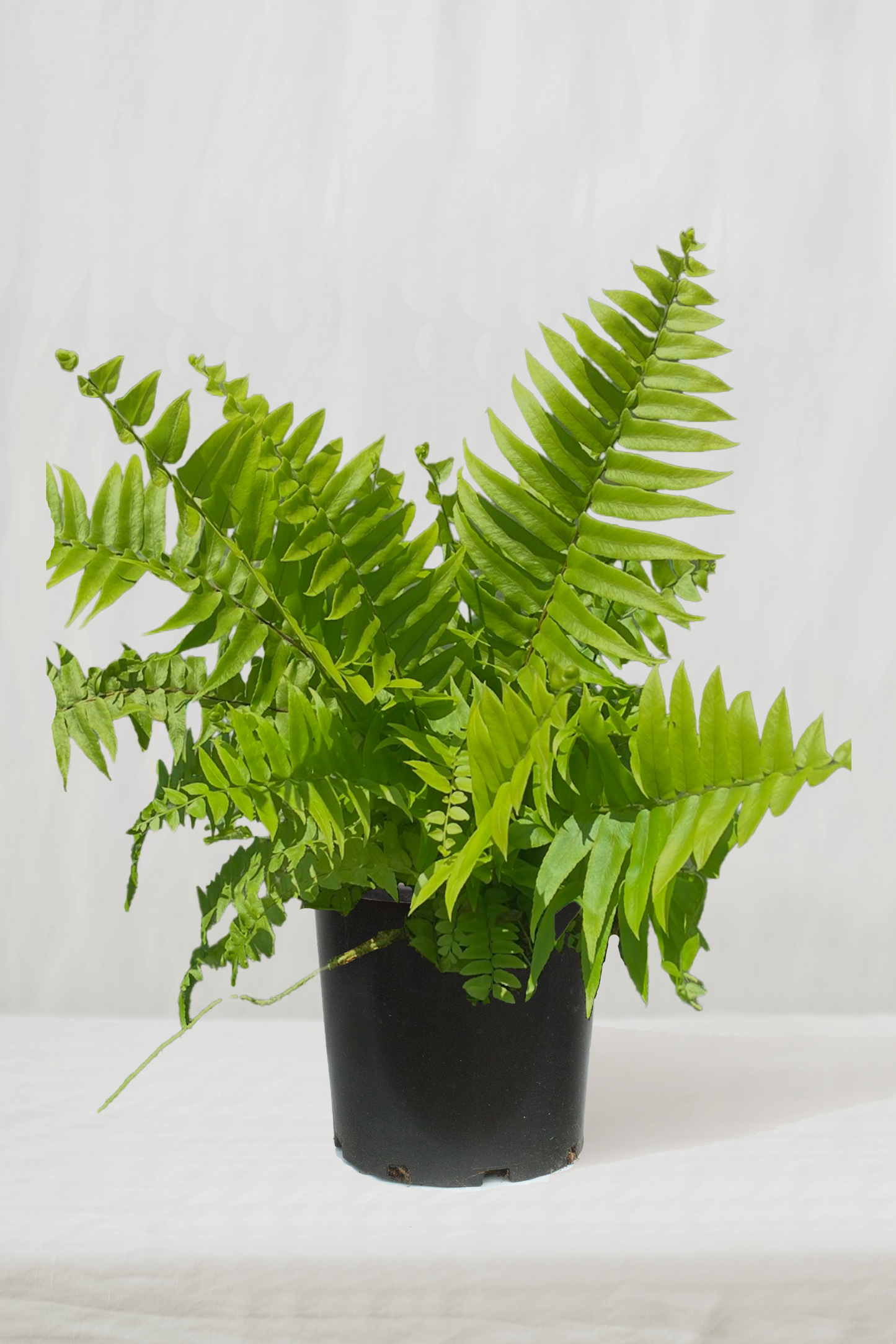 שרך ווסטרן קינג