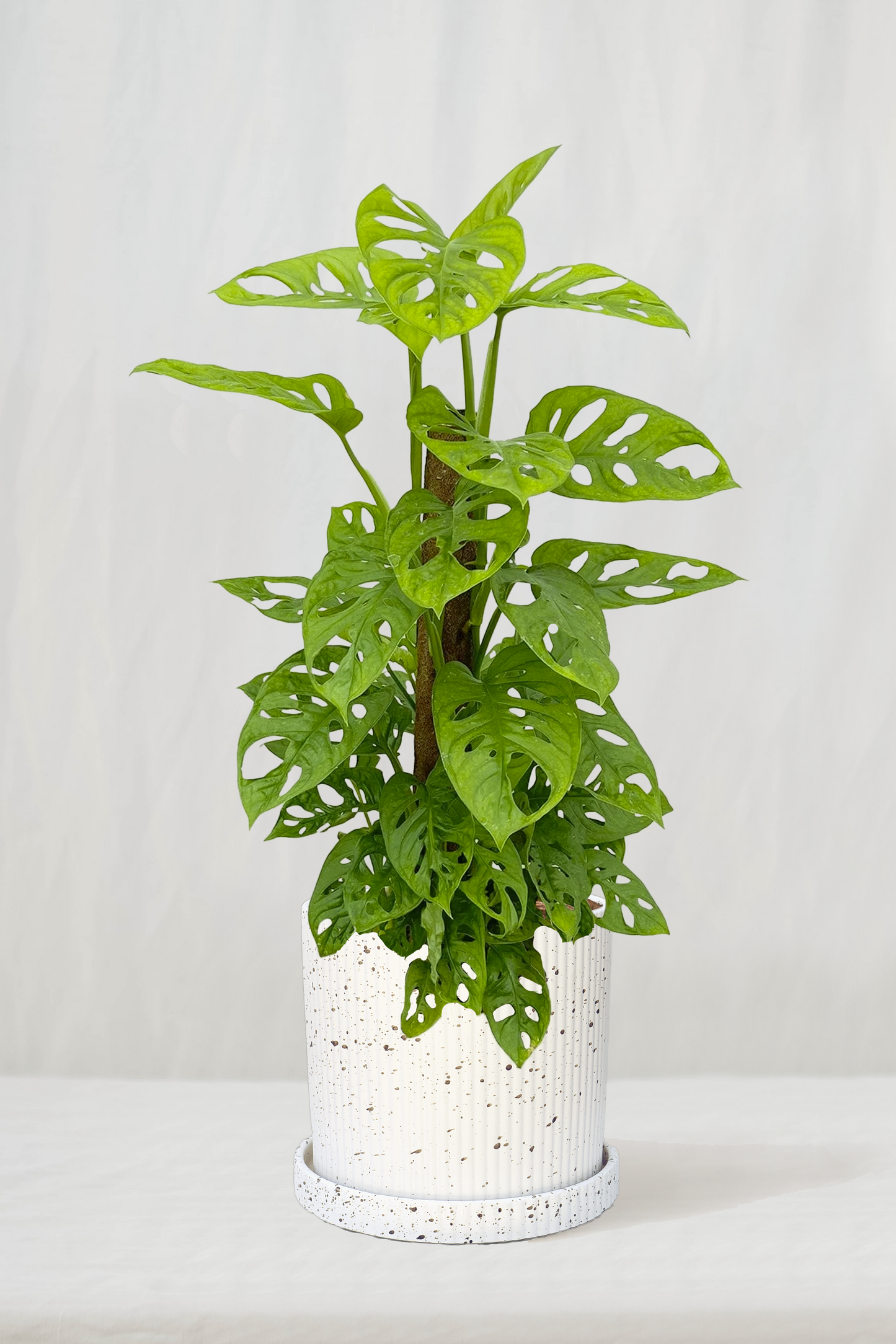 מונסטרה מאנקי על מוס