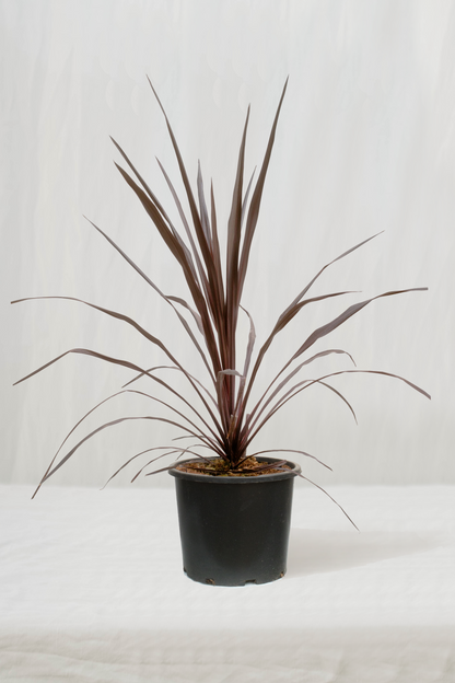 קורדליין בורגונדי ספאייר