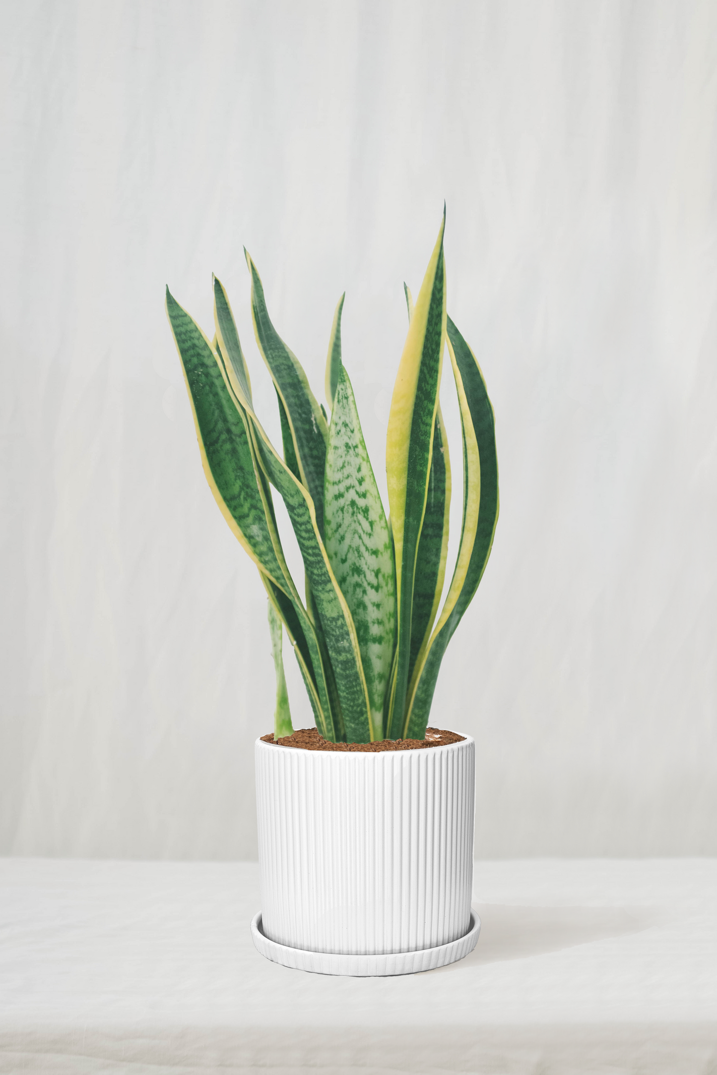 סנסיווריה מגוונת