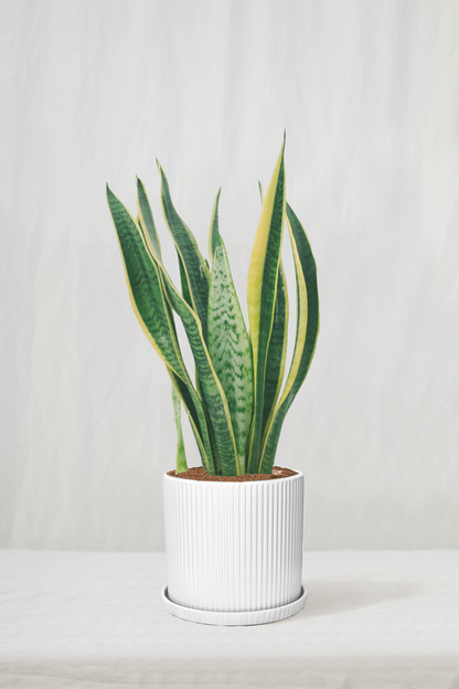 סנסיווריה מגוונת