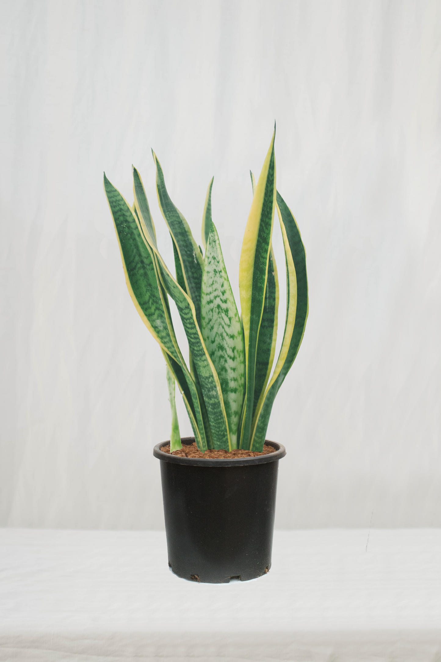 סנסיווריה מגוונת