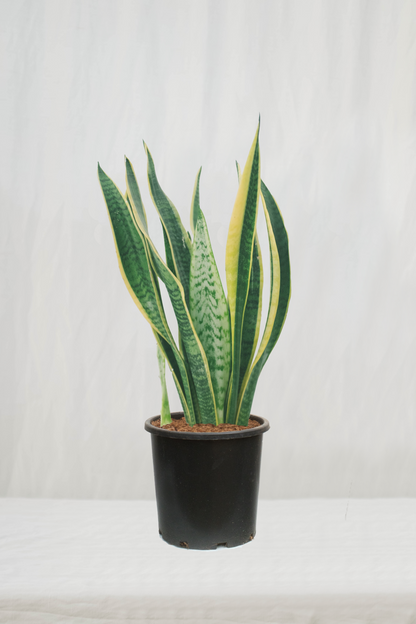 סנסיווריה מגוונת