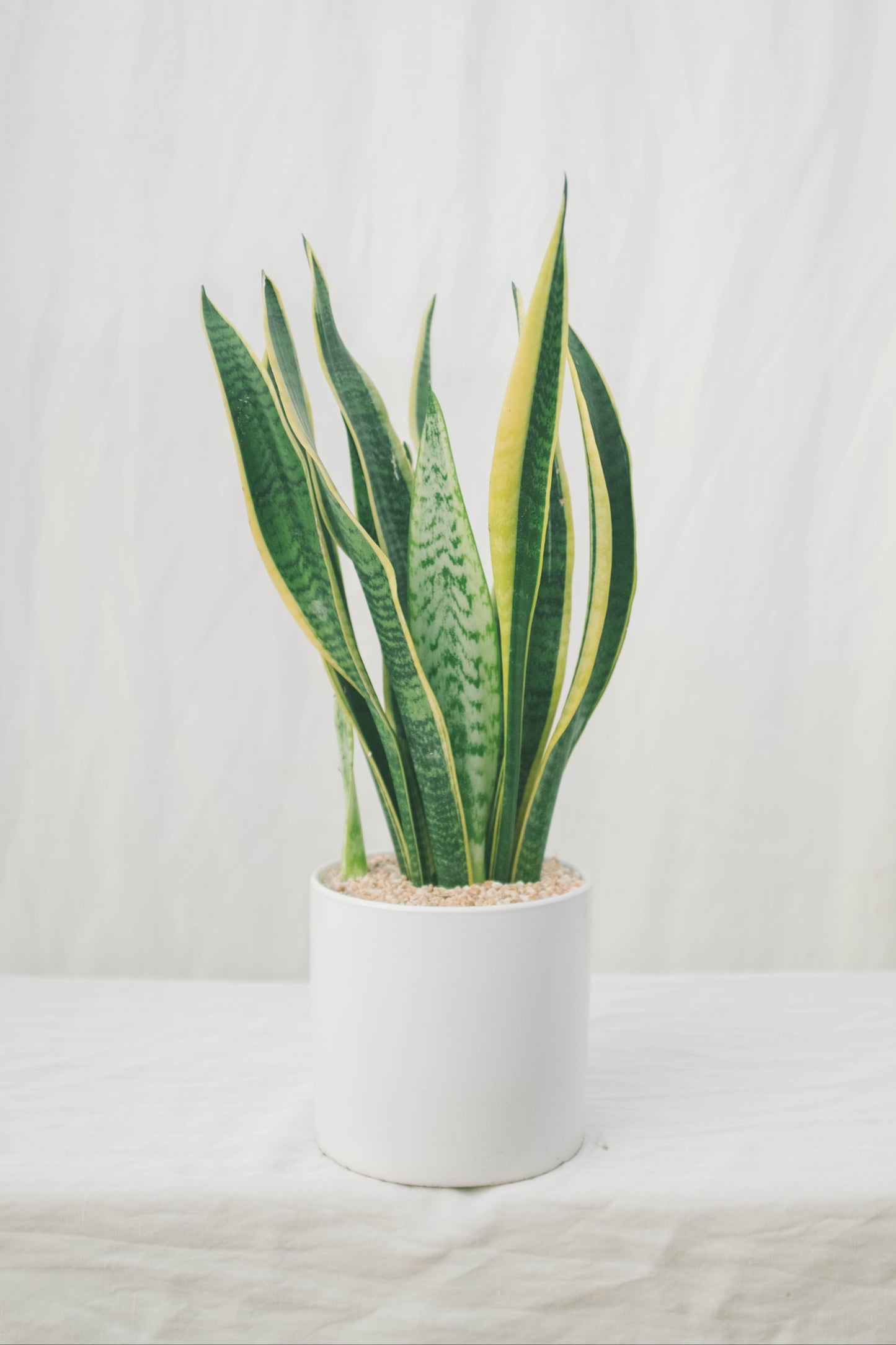 סנסיווריה מגוונת