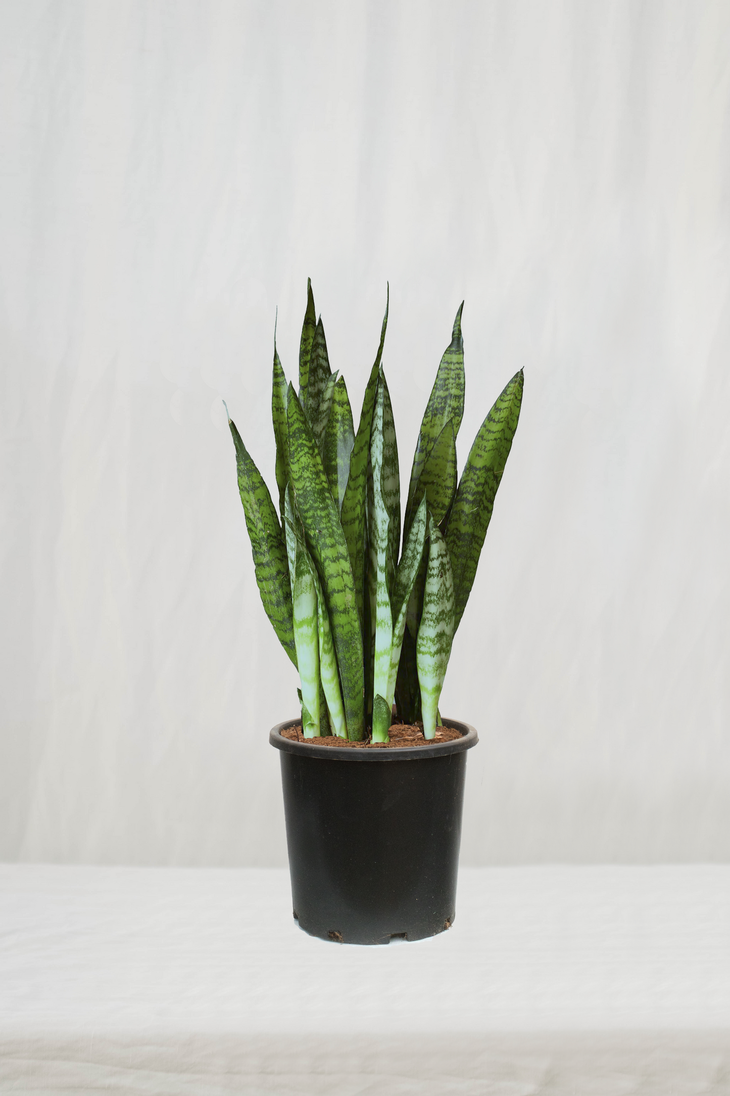 סנסיווריה ירוקה