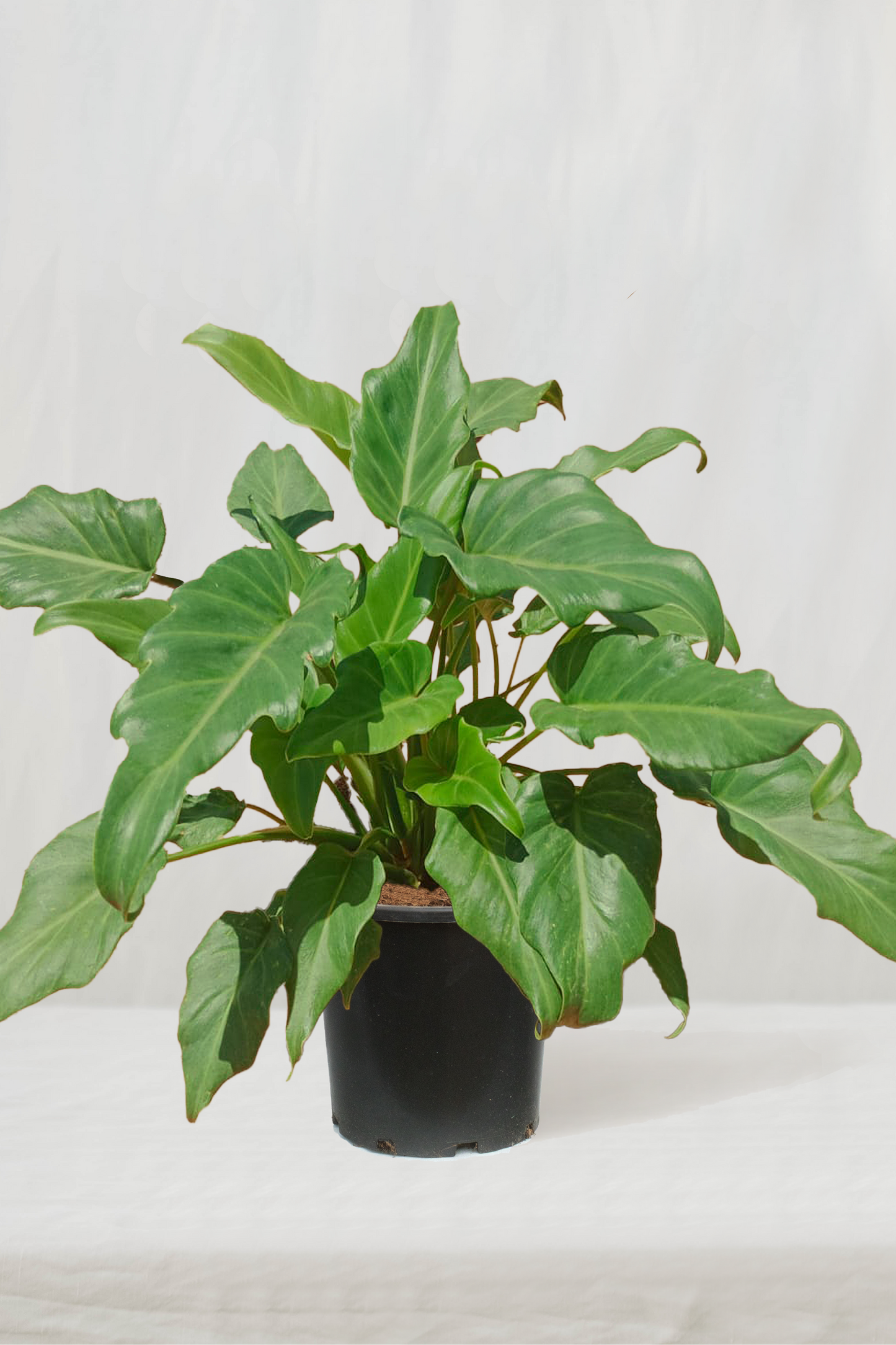 פילודנדרון קסנדו