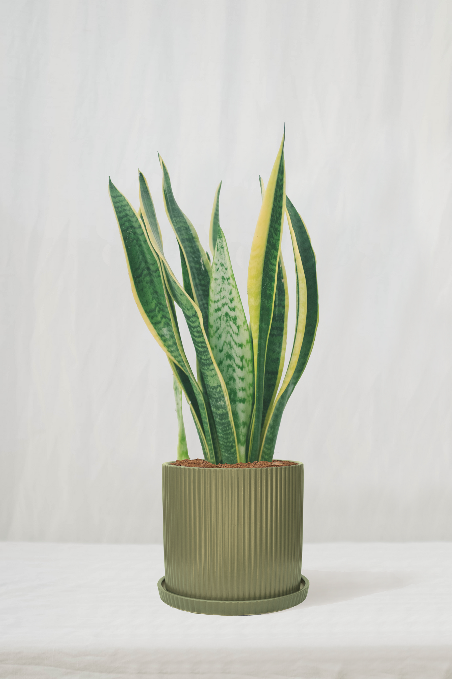 סנסיווריה מגוונת