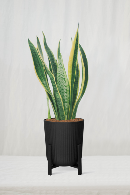 סנסיווריה מגוונת