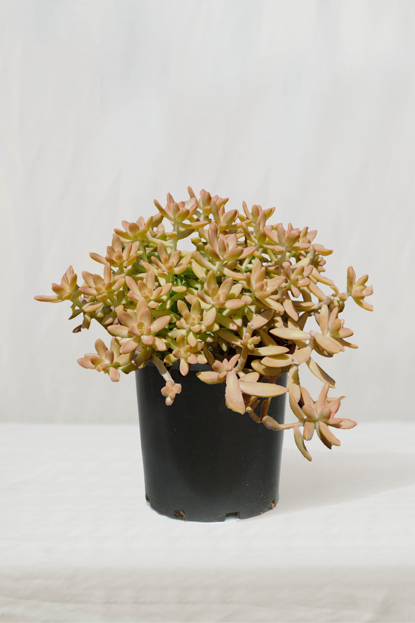 צורית נוסבאומר