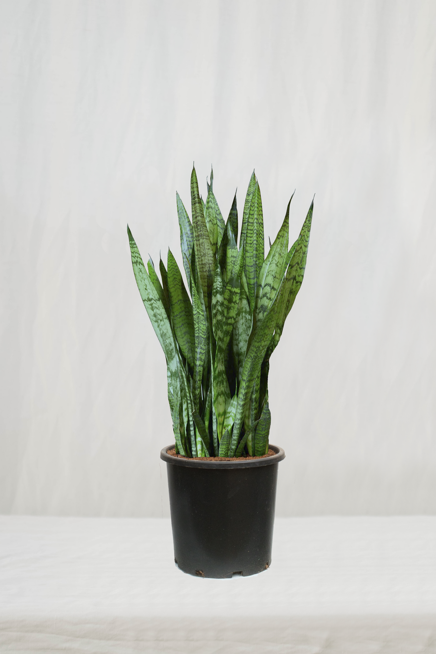 סנסיווריה ירוקה