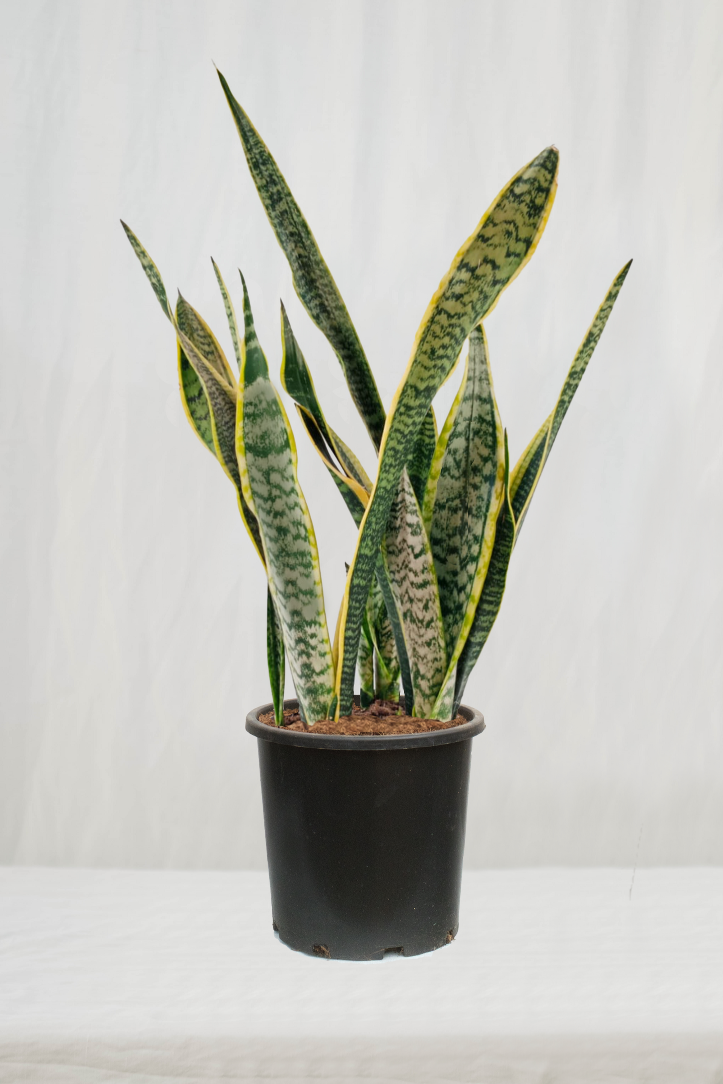 סנסיווריה מגוונת