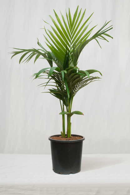 דקל טבעות שלישייה