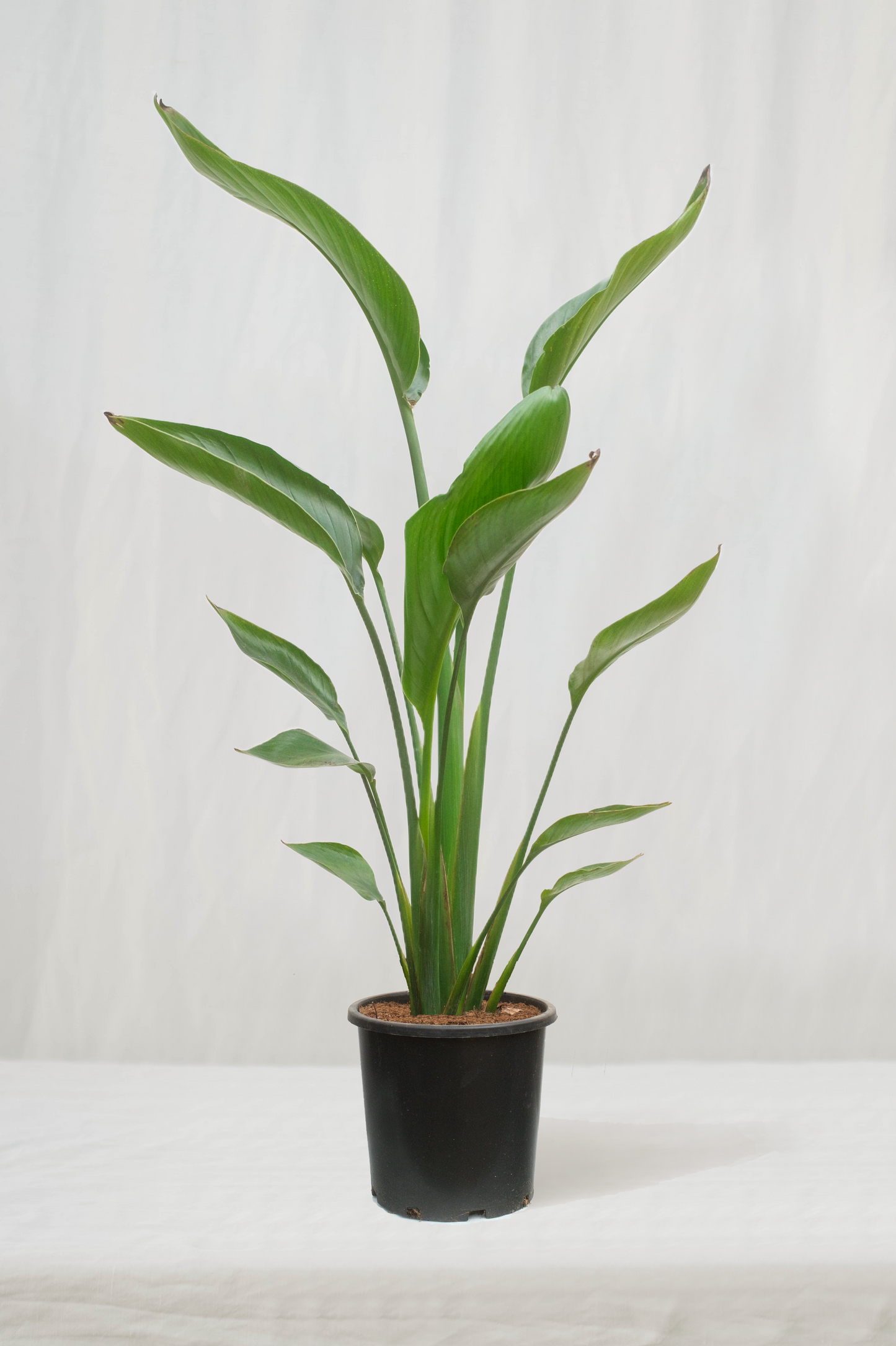 ציפור גן עדן רג'ינה זוג