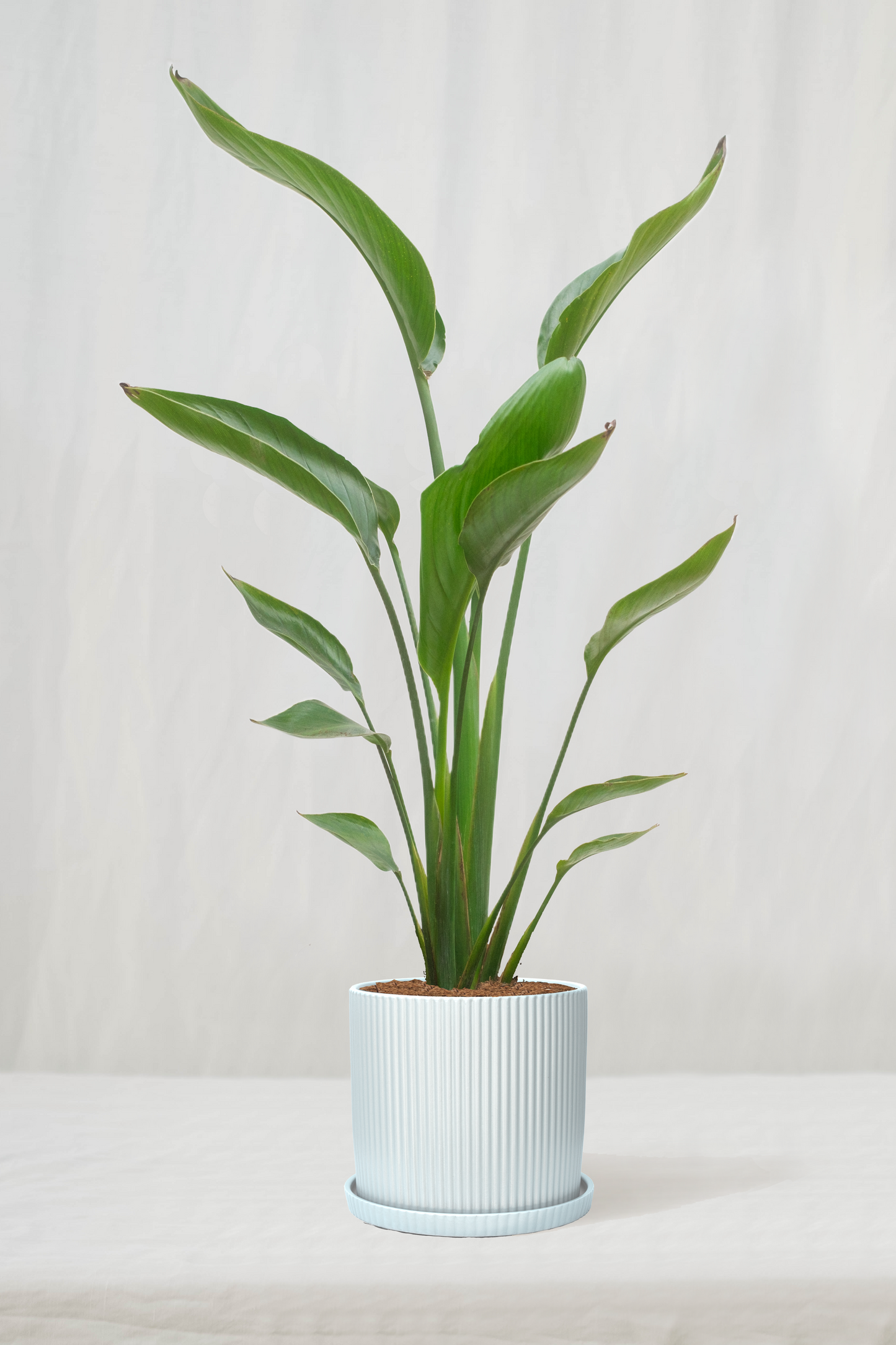 ציפור גן עדן רג'ינה זוג