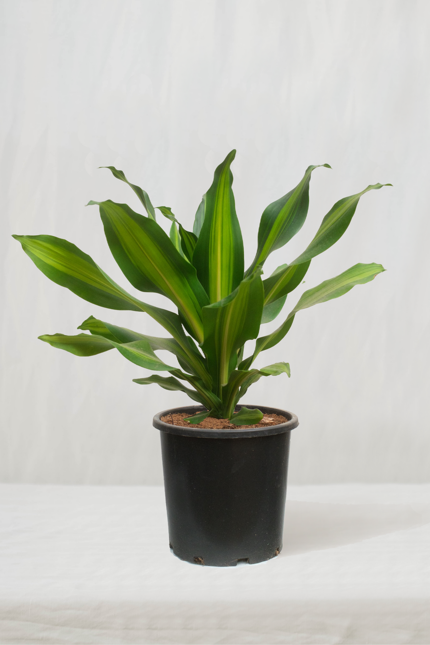 דרצנה בורלי